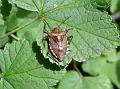 2011-0621-1415_Shield_Bug_19.6C